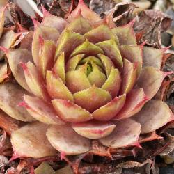 Sempervivum - Dachwurz - Hauswurz